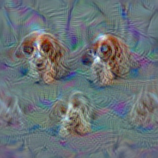 n02086240 Shih-Tzu